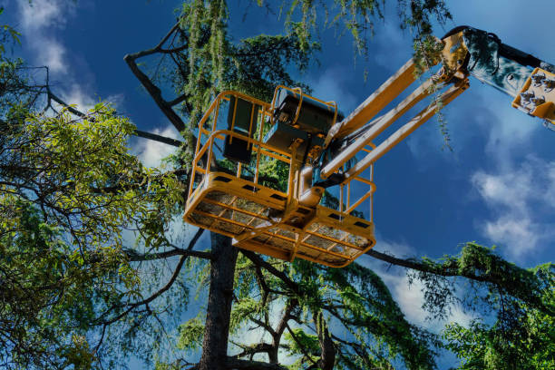 Best Tree Maintenance Programs  in Point Baker, FL